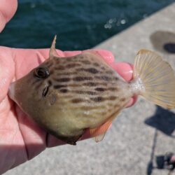 タチウオ・カワハギ狙いリベンジ